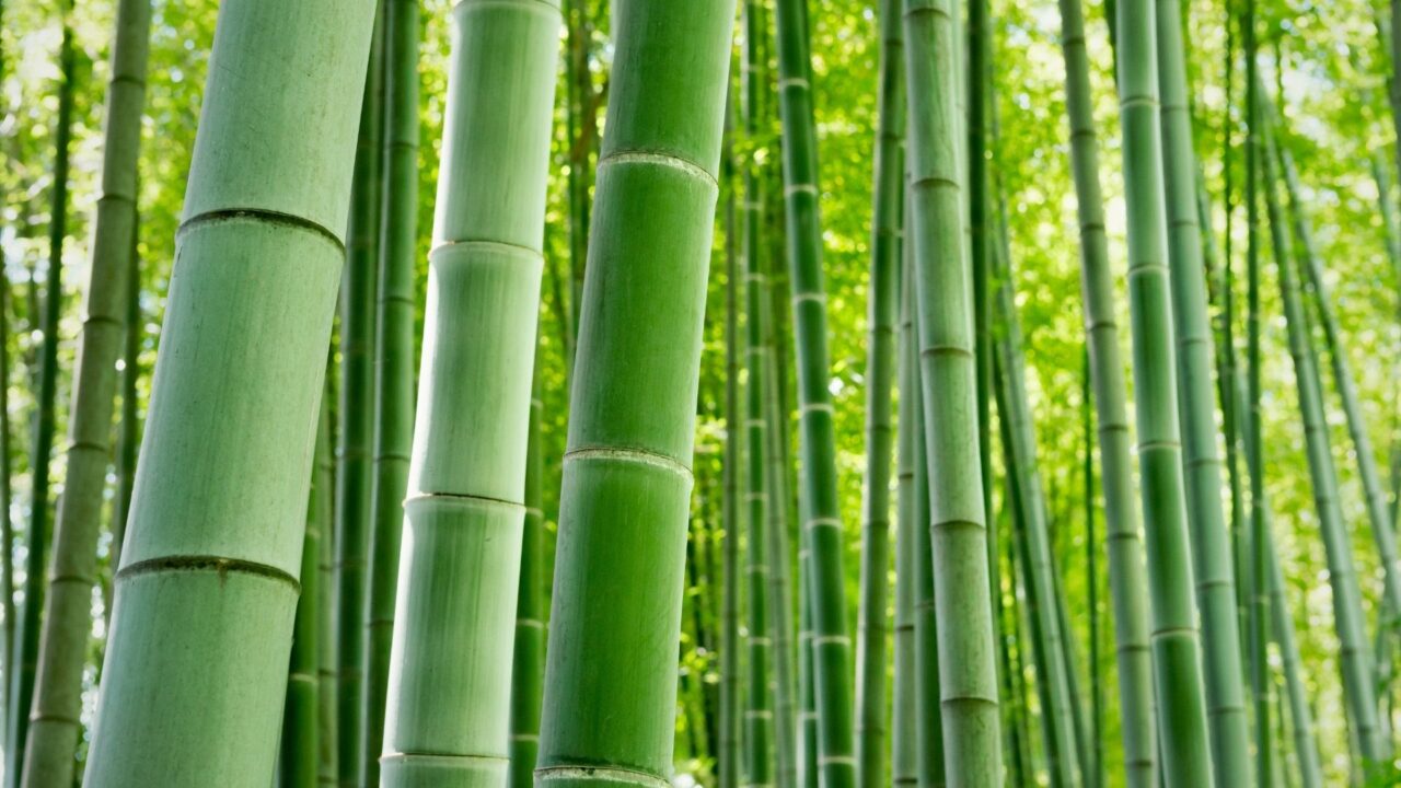 Il bambù nel design design