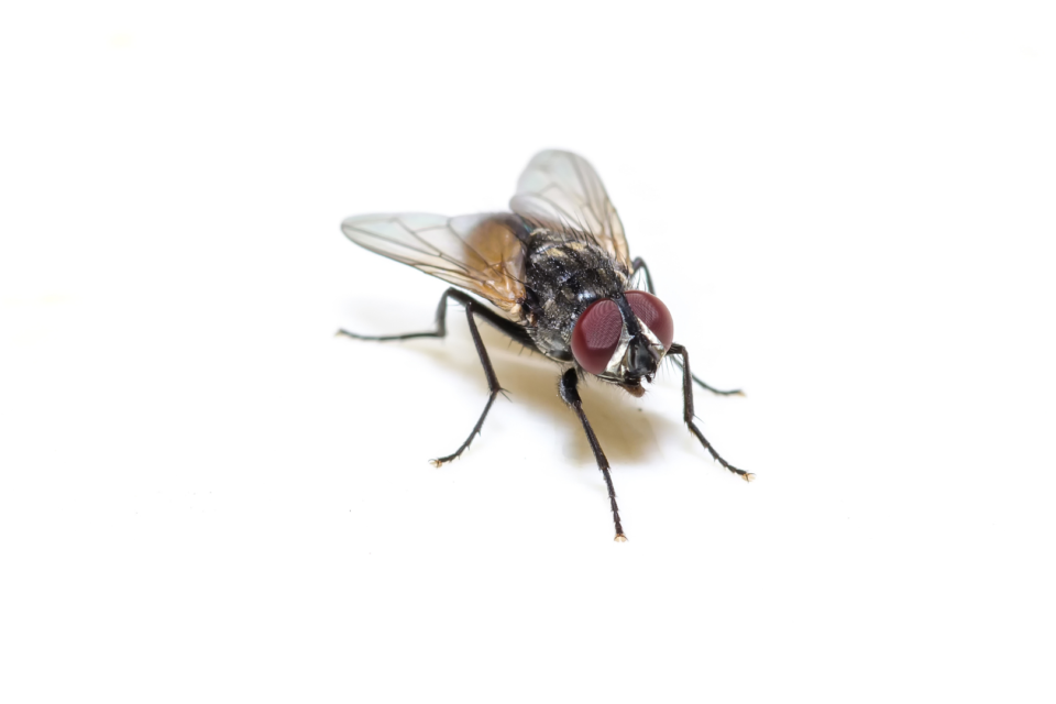 Foto di una mosca posata su una superficie