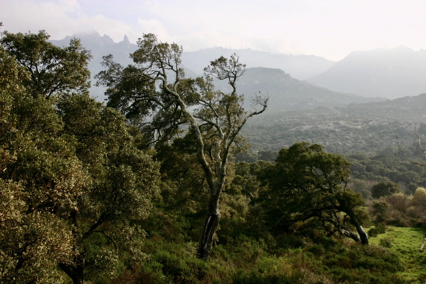 Foresta di sughero nel Monte Limbara