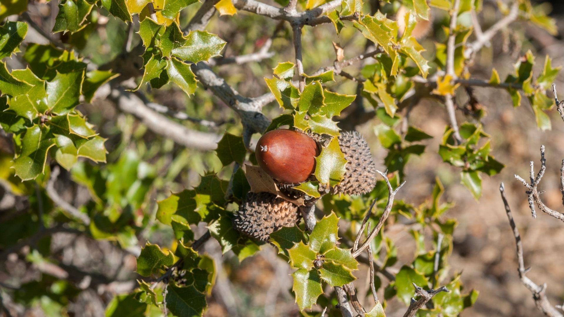 Ghianda: frutto della quercia