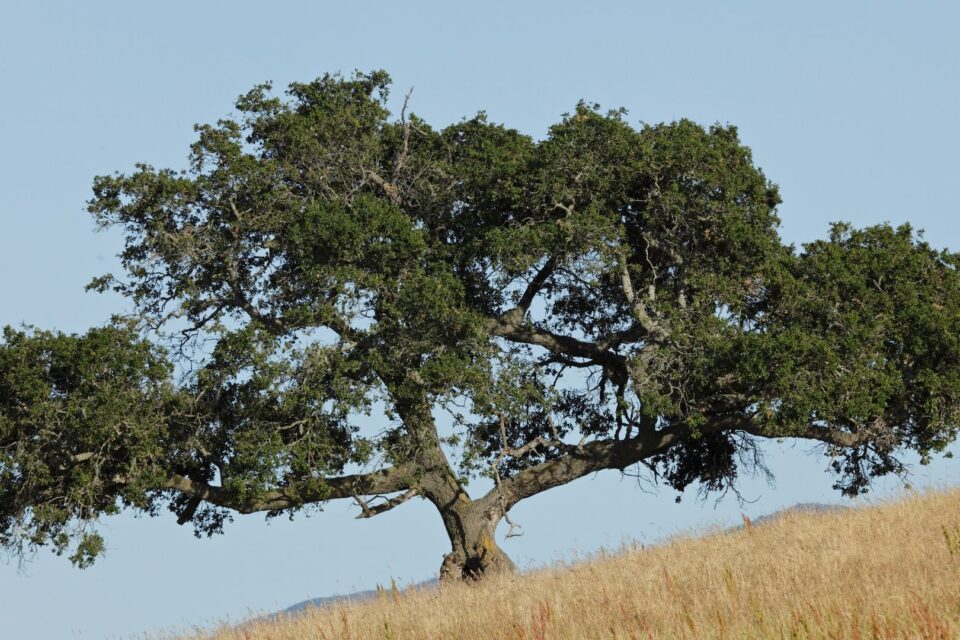 Tipi di quercia: maestoso albero di quercus suber