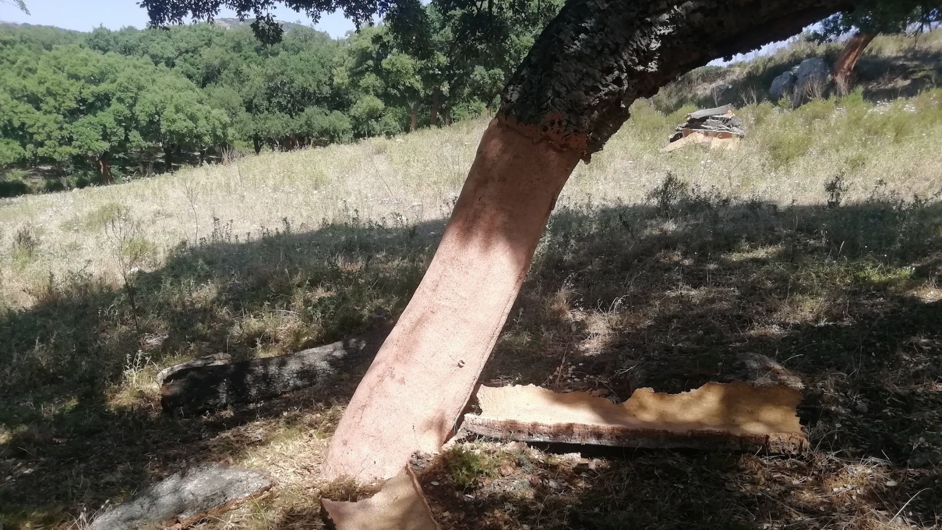 La lavorazione del sughero: tronco della quercia decorticato