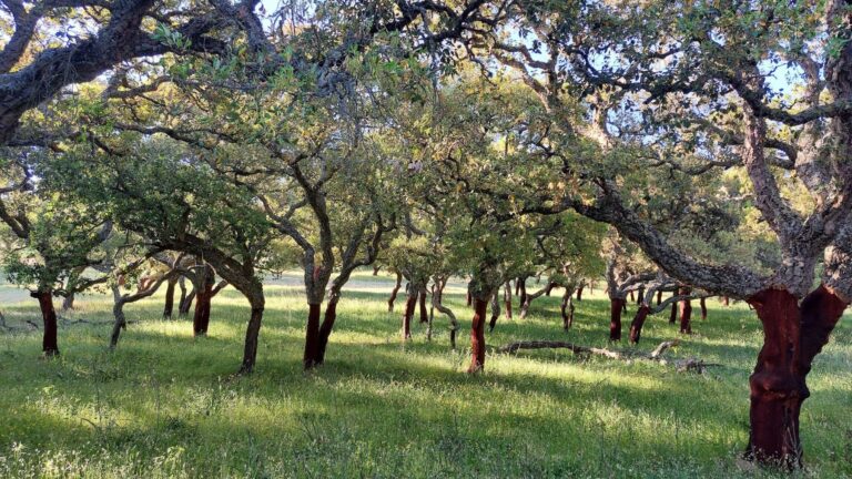 Foresta di querce in Sardegna