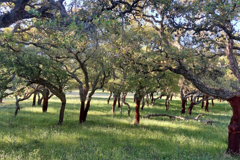 Foresta di querce in Sardegna